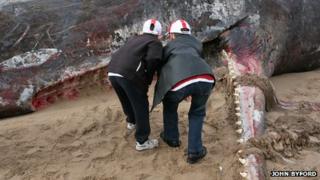 Image of a dead sperm whale washed up on Skegness beach