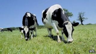 Cows