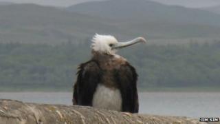 Ascension frigatebird (picture courtesy of Jim Sim)