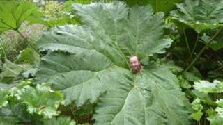 Gunnera