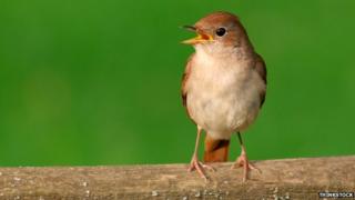 Nightingale
