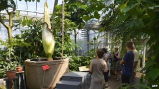 People observe the Titan Arum at the Jardin de Meise (9 July 2013)