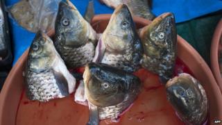 Carp heads in a pot