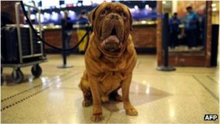 Dogue de Bordeaux