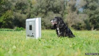 Dog watching television