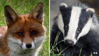 Fox and badger