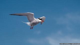 Common tern