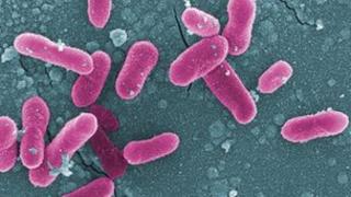 Three Swansea pupils in salmonella outbreak - BBC News