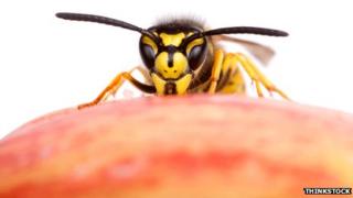 A wasp