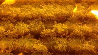 Young cannabis plants found in Norwich