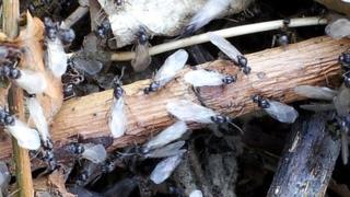 Flying ants
