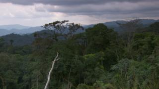 Congo basin rainforest