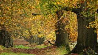 Beech trees
