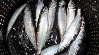 Herring in a basket
