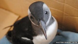 rescued puffling