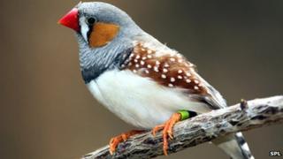 Zebra finch on branch
