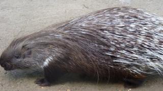 A porcupine