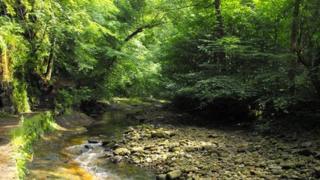 Woodland at Gelt Woods, Brampton, Cumbria