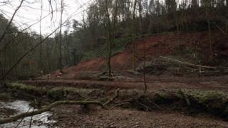 Damaged woodland at Gelt Woods, Brampton, Cumbria