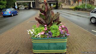 Cannabis plants growing in Newport city centre