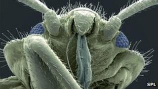 bed bug