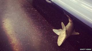 Shark on New York subway