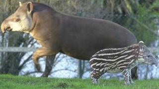 Tapir