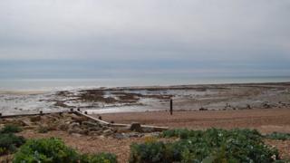 Part of the sunken forest at low tide
