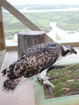 One of the ospreys which was released