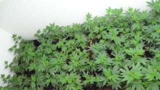 Cannabis
