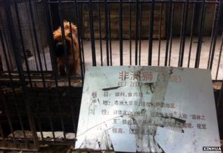 Тибетский мастиф в клетке зоопарка с табличкой с надписью «Африканский лев» на китайском