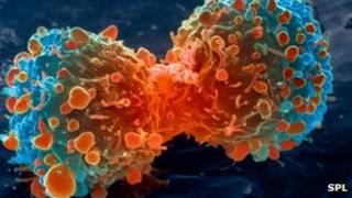 Деление раковых клеток легких