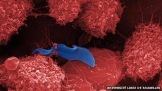 Trypanosoma