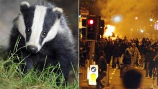 Badger and rioters