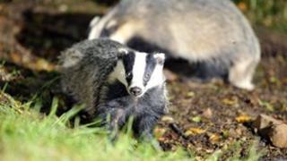 Badger