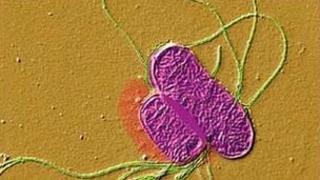 Salmonella typhimurium