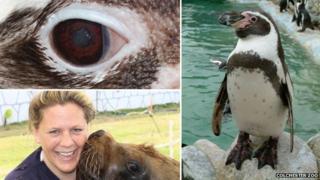 Humboldt penguin and Claudia Hartley