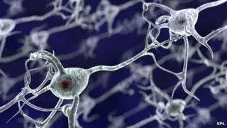 Brain cells