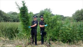 Officers with cannabis plants on the Norfolk Broads