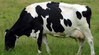 Корова в поле