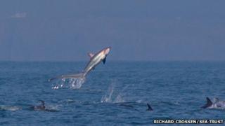 Thresher shark leaping from the sea