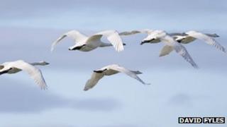 Migrating birds