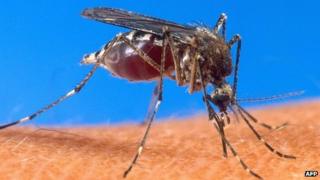 Mosquito bloated with blood