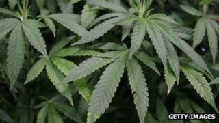 Leaves of a mature marijuana plant are seen in a display at The International Cannabis and Hemp Expo at the Cow Palace in Daly City, California 18 April 2010