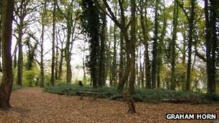 Lousehill copse