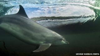 Bottlenose Dolphin surfing a wave at Ballintoy