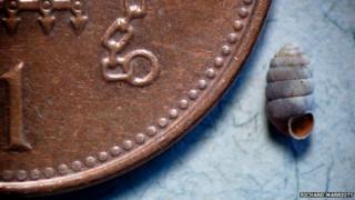 Snail and coin