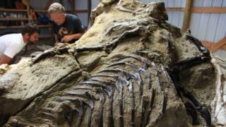 Dinosaur specimen