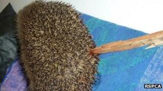 Fatally injured hedgehog