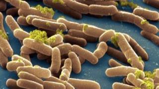 Salmonella Typhimurium